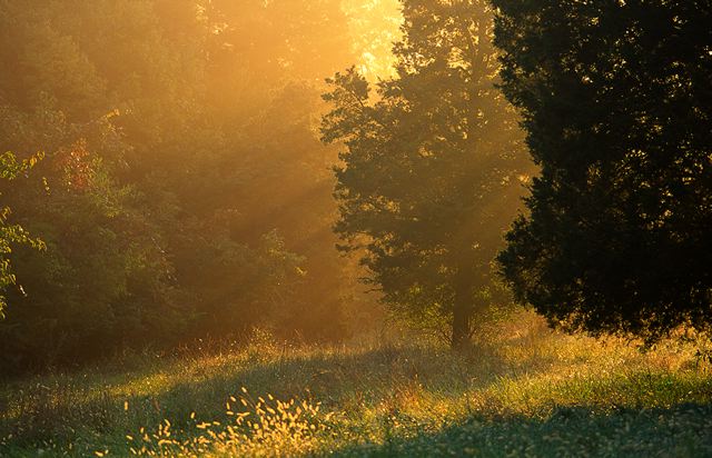 Rays of sunlight streaming through trees with glowing beams falling on the dew soaked grass