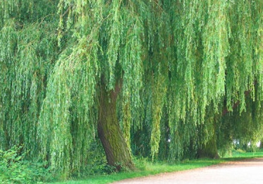 A green willow tree blowing in the breeze