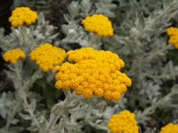 Beautiful image of the helichrysum herb and yellow flower