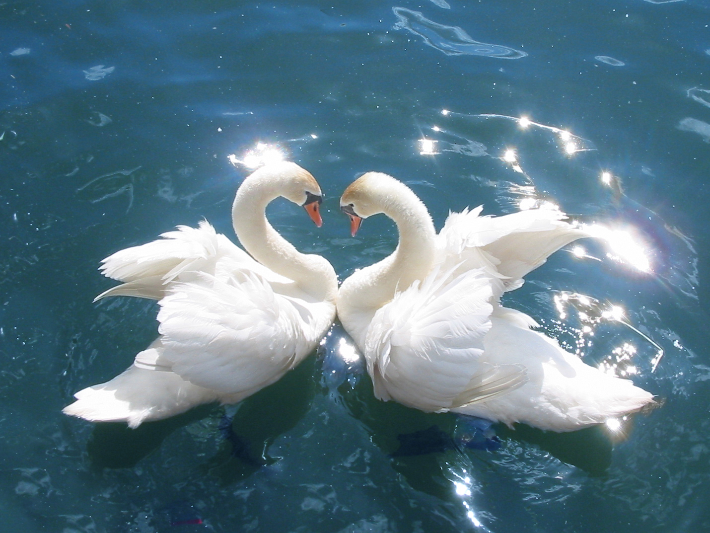 2 beautiful swans on glowing water