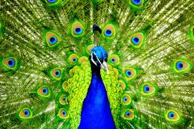 Vibrant Green and Blue Peacock Feathers