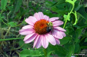 pink blooming flower