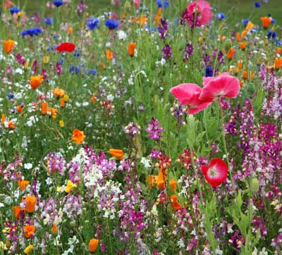 Field of blooming wild flowers